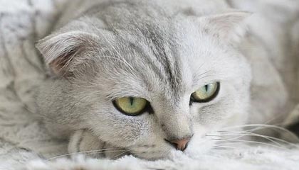 极速电竞下载-云开体育:云端驱动的体育新纪元,点亮训练与竞争的每一步